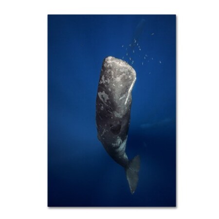 Trademark Fine Art